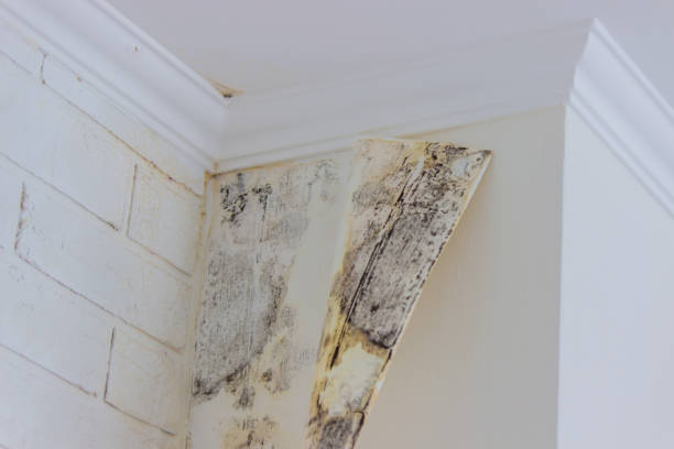 Best Mold Prevention Services  in Bargaintown, NJ